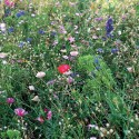 Boule de graines de fleurs d'abeilles