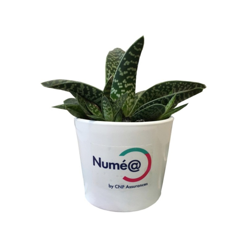 Mini plante dépolluante avec pot céramique